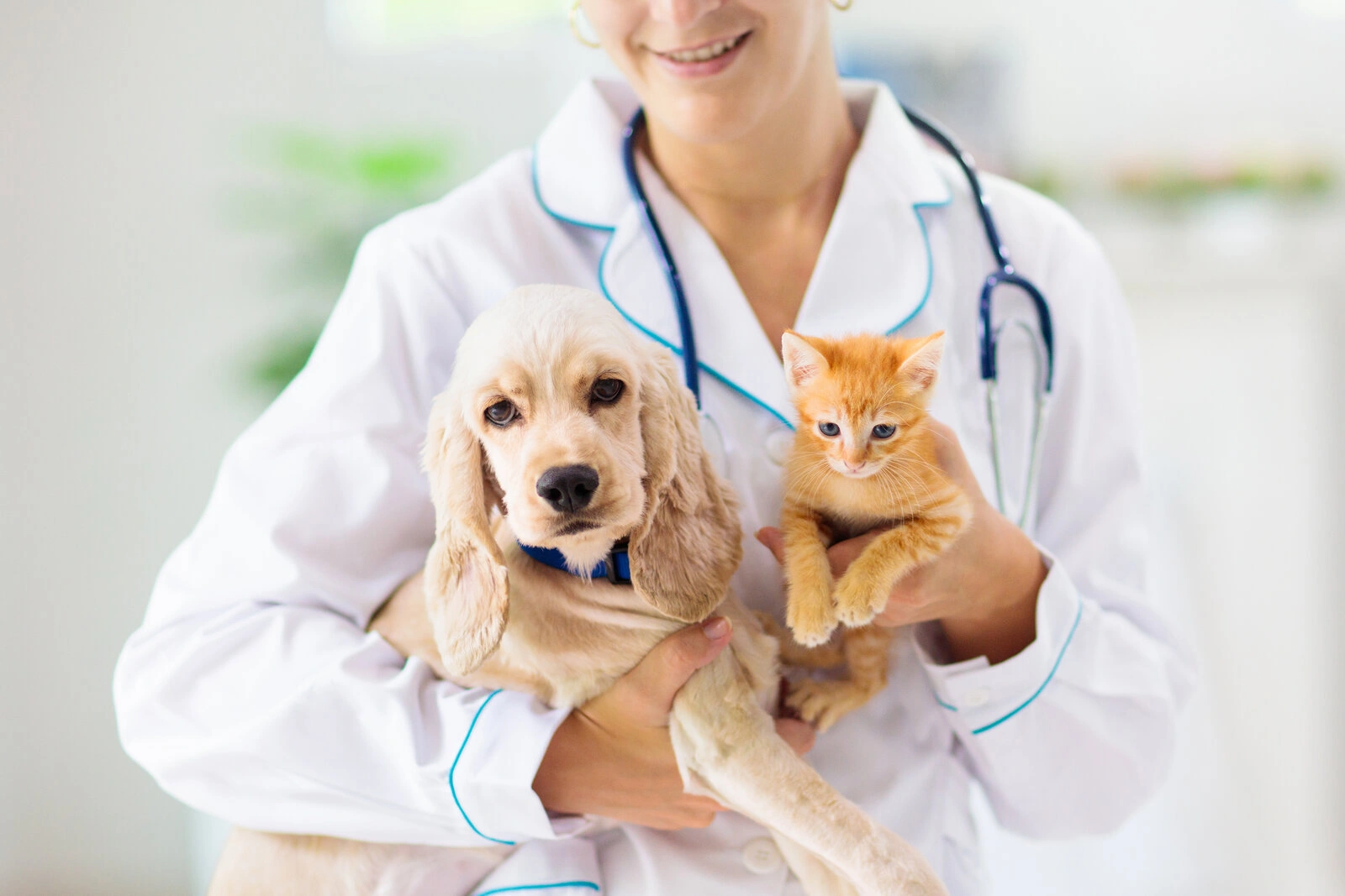 Veterinary professional examining a pet